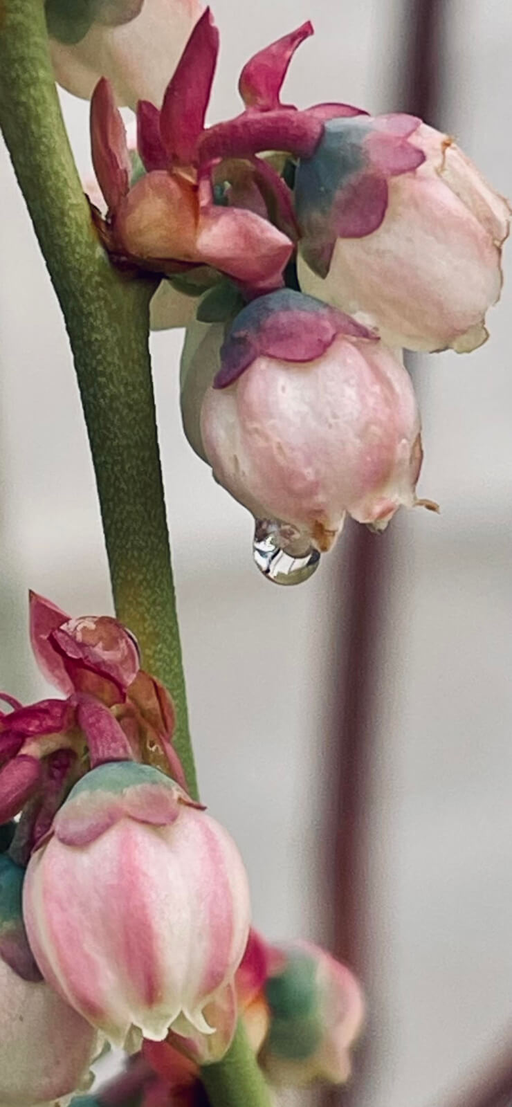 Blueberry blossom
